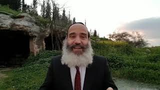 הרב יצחק פנגר - הצב ושני האווזים
