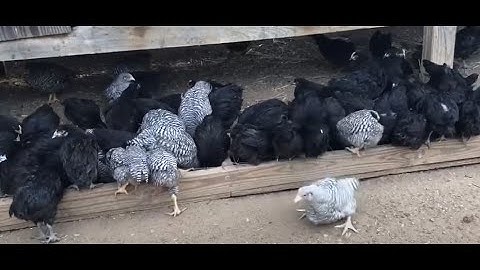 3 Hli menyuam qaib sib tsuam tuag rau qhov no2.