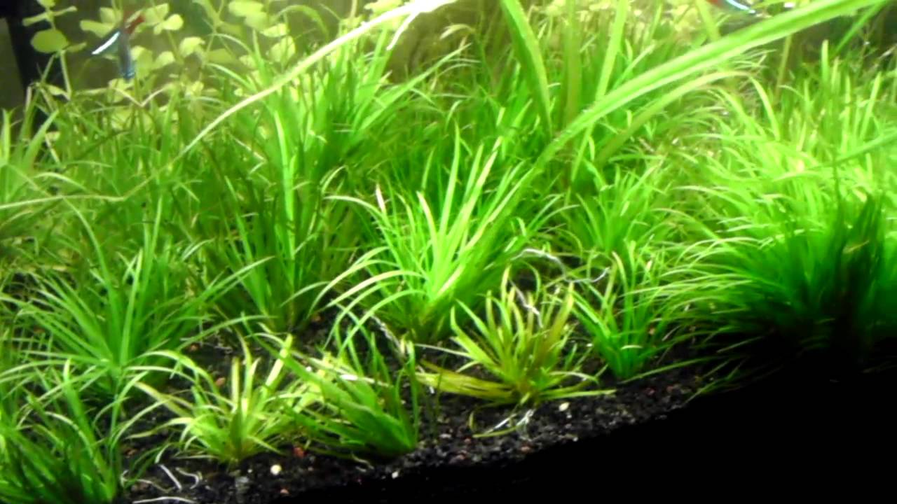 dwarf shrimp compatibility chart 55 Gallon Got a Trim