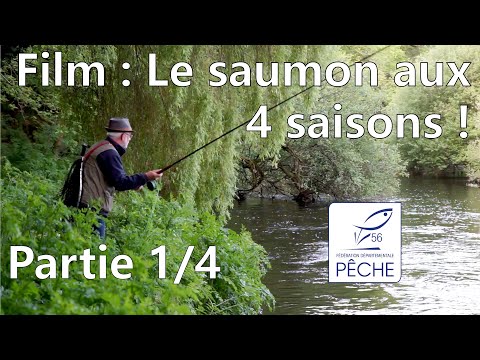 Le Saumon aux 4 saisons : Épisode 1/4 - Fédération de Pêche du Morbihan
