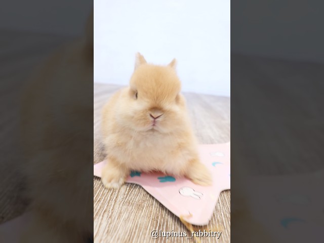 うさちゃんのエアライダー！？🐇💨まさかの乗り方が可愛すぎた！