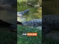 This Is Why Crocodiles Are Still Alive