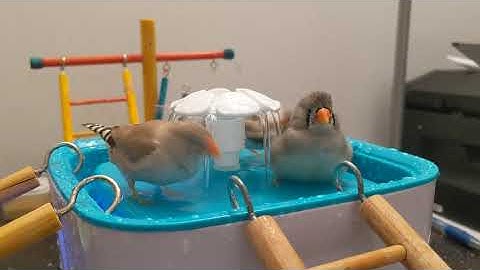 Zebra Finches taking a bath