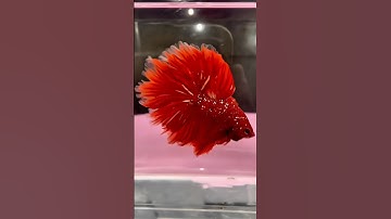 Đâu là con cá bạn muốn có nhất, nhưng chưa có cơ hội sở hữu? #starbettashop #bettafish #cábetta