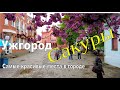 В Ужгороде цветет сакура Туристический сезон начался Самые красивые места города
