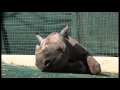 Saving rhino, one calf at a time