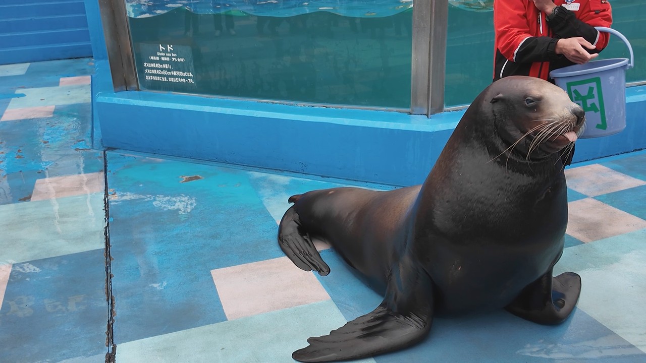 トドのお食事タイム　伊勢シーパラダイス　26.02.17