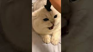 Cats meowing! Funny Cat Videos #cat#funnycats #catmeow #pets #funnypets #shorts