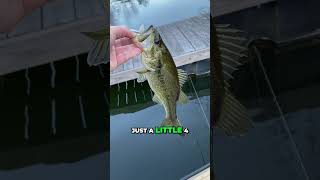 4 Inch Baby Trick Shad!! #fishing #bassfishing