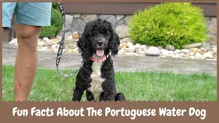 Top 6 Fun Facts About the Portuguese Water Dog