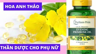 Hoa anh thảo. Evening Primrose oil