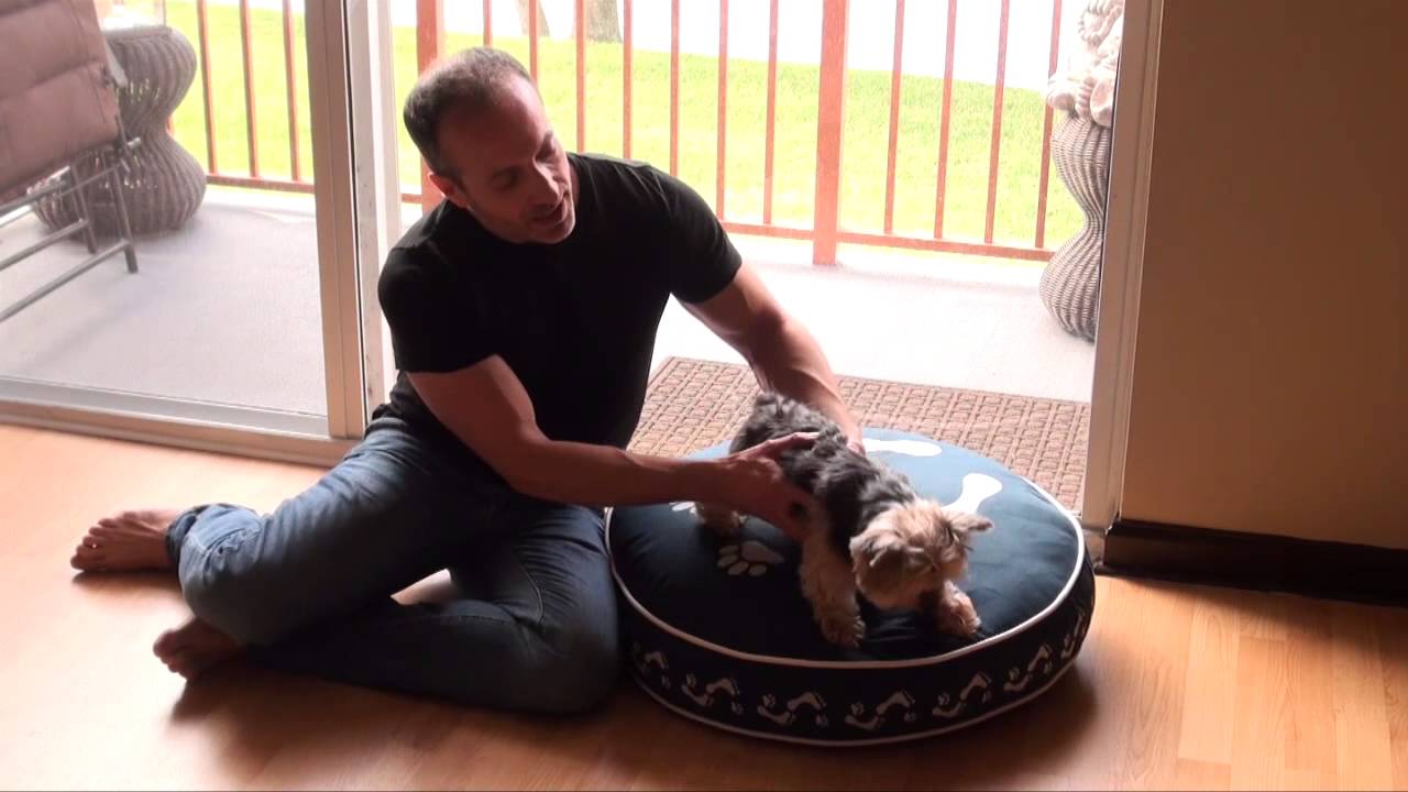 How to Make Sure Your Dog's Collar Fits Properly Tips From The PetMan