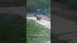 Медведь не боится! Это хорошо или плохо??? Пишем коментарии. #медведь #хмаоюгра #белоярский