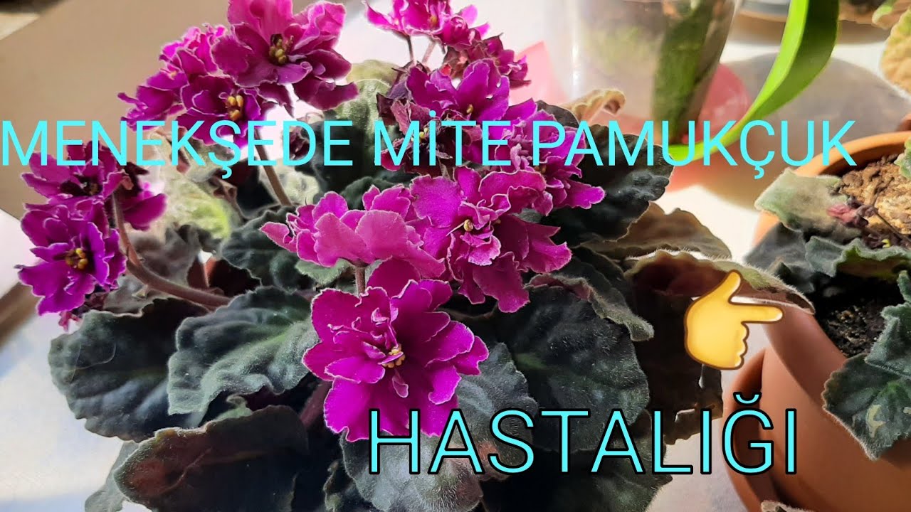 KOMŞUMUN#AFRİKA #MENEKŞESİ #MİTE HASTALIĞI OLMUŞ! 😳