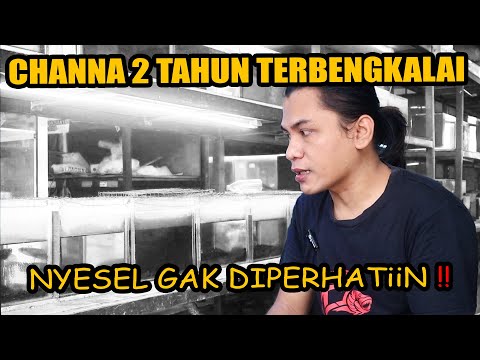 CHANNA 2 TAHUN TERBENGKALAI DI MIFADA PREDATOR FISH