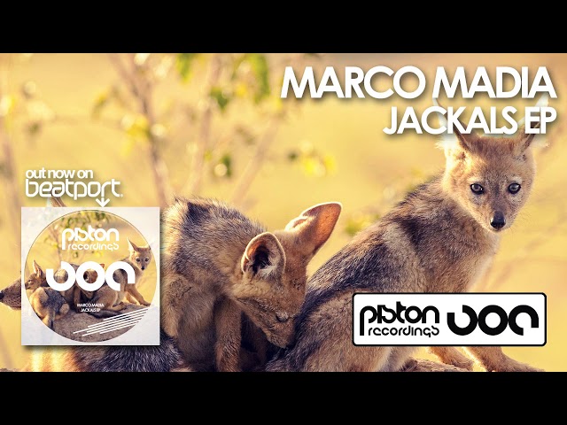 Marco Madia - Golden Jackal