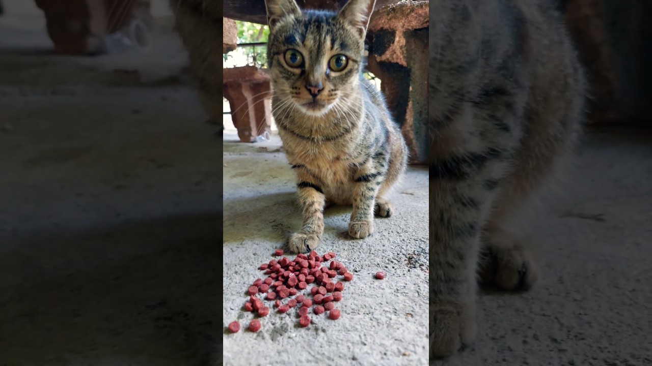 All stray cats are very cute😻😺🐈🐈‍⬛ 