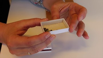 Opprydning i Helvella-slekten