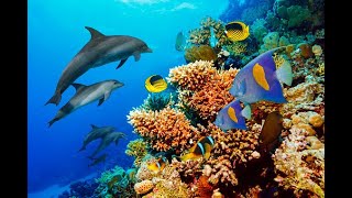 one hour of amazing ocean moments  bbc earth