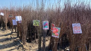 Download Lagu МЕВАЛИ КУЧАТЛАР РАМАЗОНГА БОНУСЛАРИ БЛАН MP3