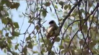 Pungmes  Penduline tit  Remiz pendulinus  Källstorp, Falkenberg Hl