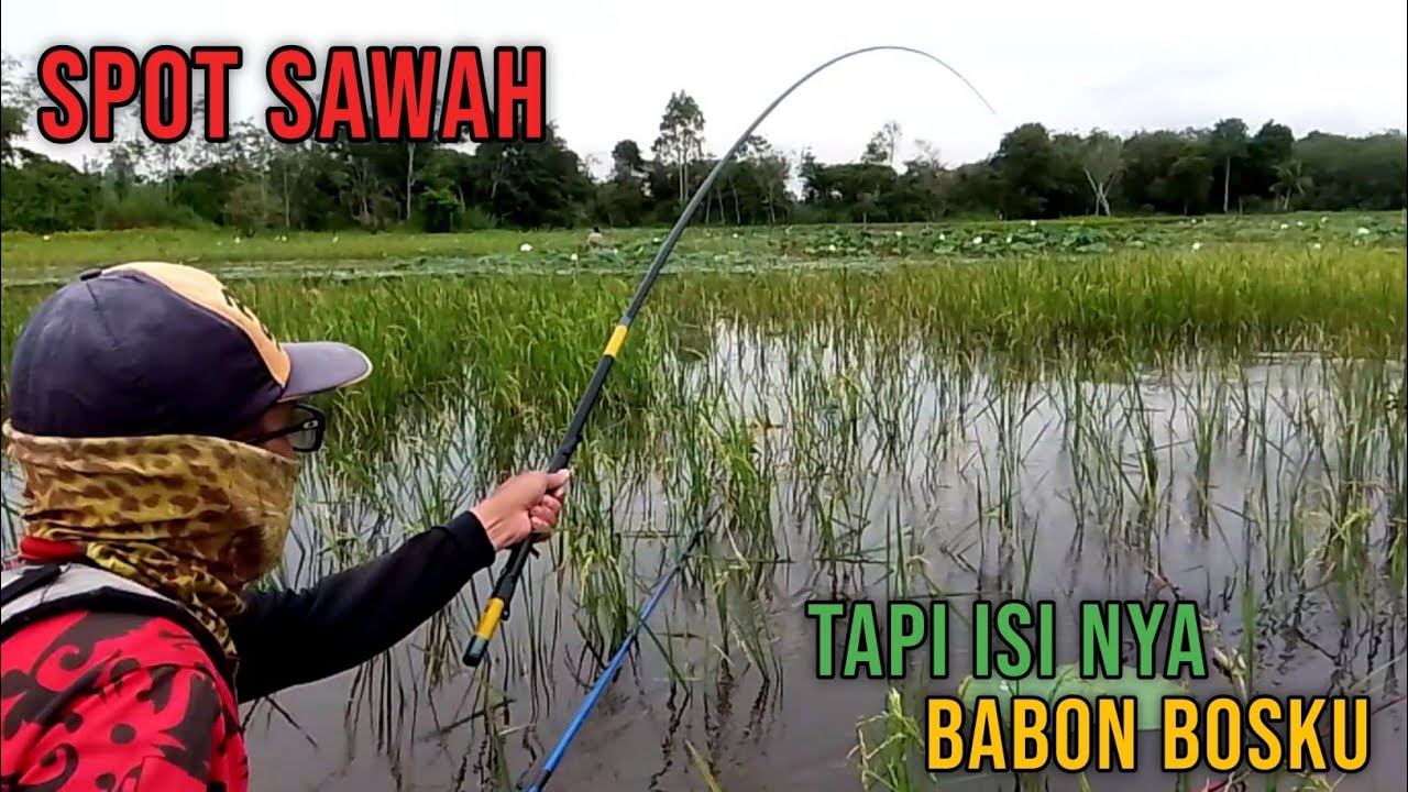 Sering Diremehkan, ternyata sawah ini dihuni ikan besar - Mancing nila liar [V-116]