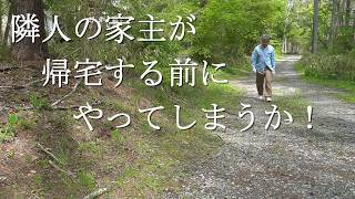 【八ヶ岳　二拠点生活】埼玉に一時帰宅する前の一仕事二仕事