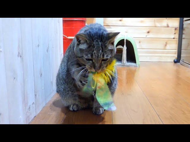 ゴムぱっちんがやみつきになったはな。-Hana caught a toy and liked rubber.-