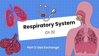 Ch 22 Respiratory System, Pt 3 Gas Exchange