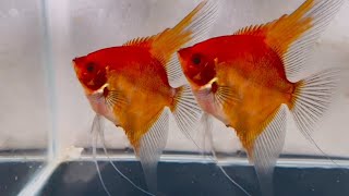 Fish types names - Red Devil Angelfish | Aquarium Fish | Angel Fish Tank