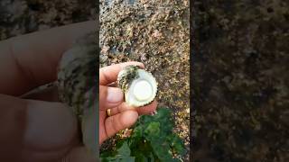 menemukan keong laut #shortsvideo #keongmas