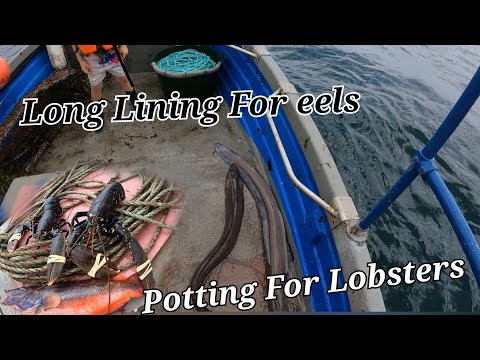 Long Lining & Potting For Lobsters