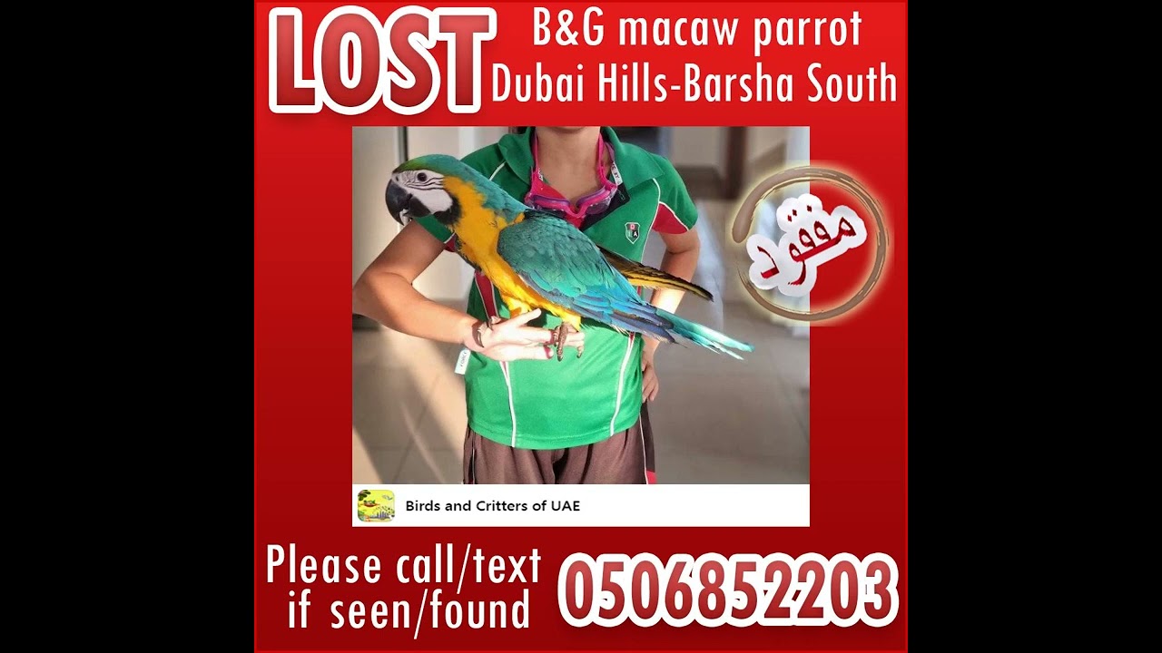 UPDATE: FOUND and back home safely ❤ Lost macaw parrot in Dubai, Dubai Hills-Barsha South