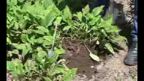 Garden Tools-potting trowel video