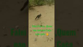 Falei Pra Vcs ,Quem Nao Tem Cao Caça Com Gato