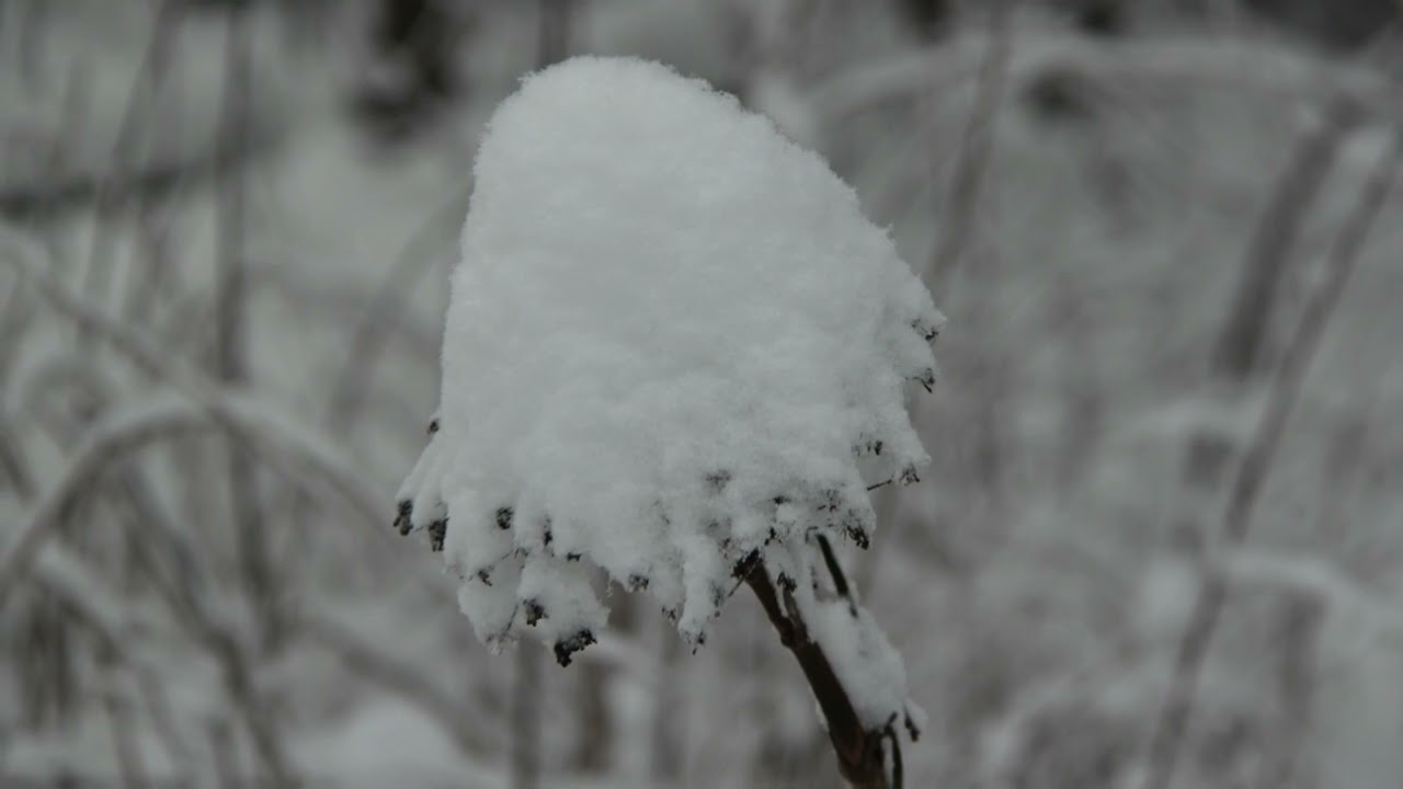 Песня "Ты знаешь, друг, любовь не умирает".