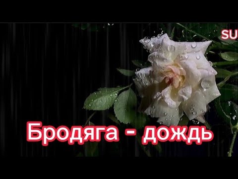 Бродяга дождь