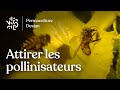 Faire venir les insectes pollinisateurs dans son jardin en permaculture