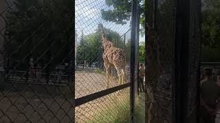 Жирафик в Московском зоопарке