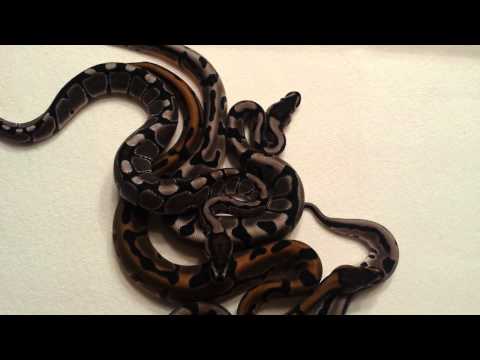 Leopard Axanthic het pied clutch ball python