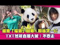 貓熊「福寶」回鄉！粉絲哭一片　TXT然竣直播大喊：不要走