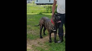 the young 🦍 10 months old 28" at the withers RELIK DE ATOMIC PRESA 🔥🥶❄️🦍💣💥🧨⛽🐅👿🌪️🦈🩸🩸🩸😤