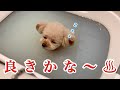 気持ちよ過ぎてお風呂で寝てしまった犬がこちらですｗ【トイプードル】