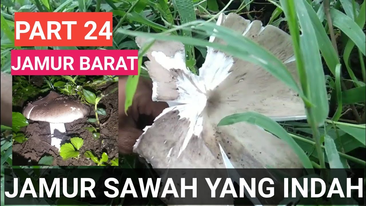 jamur sawah yang indah jamuralami musoomnaturalpart 24 YouTube