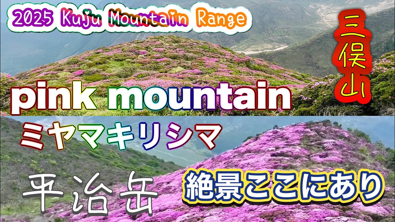 【pink mountain】三俣山・平治岳ミヤマキリシマ 2025年6月 絶景ここにあり