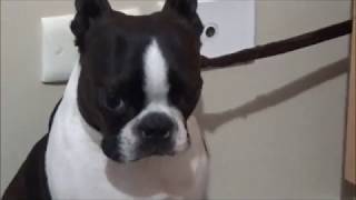 Boston Terrier. Thunder and Lightning.