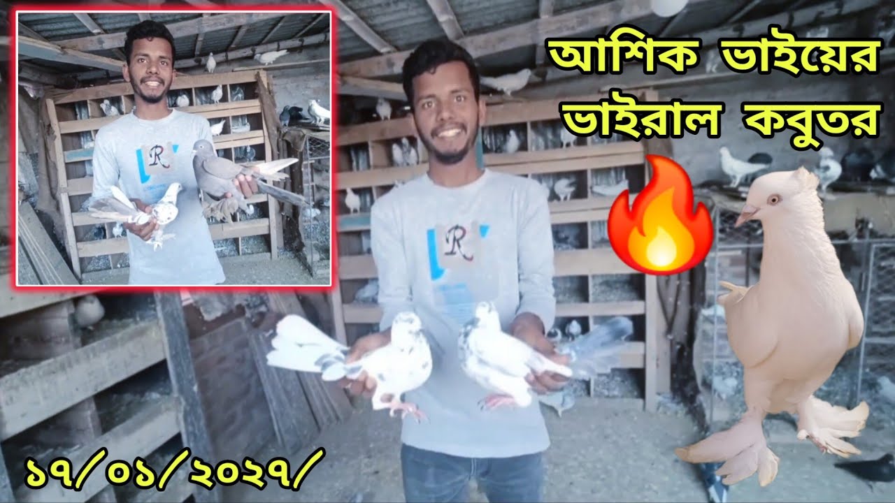 আশিক ভাইয়ের কালার ম্যাচিং🔥গিরিবাজ কবুতর খামার 