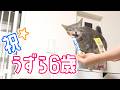【祝6歳】うずらさんの欲張りなお誕生日！【おめでとう★】