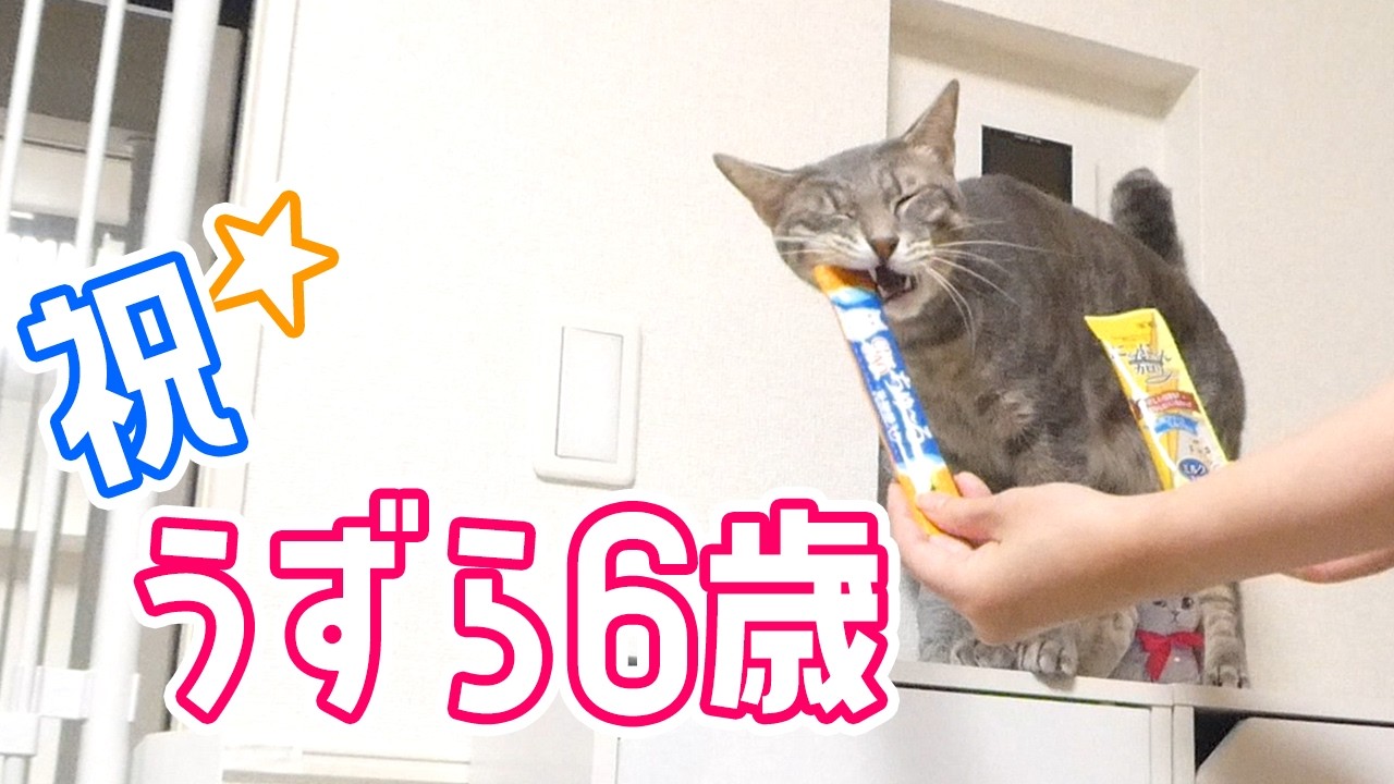 【祝6歳】うずらさんの欲張りなお誕生日！【おめでとう★】