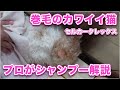 【視聴注意】猫のタマタマが映りますｗ巻毛で人気の猫種セルカークレックスのシャンプーをプロが解説【セルカークレックスLH】